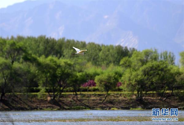 2019年4月30日，水鸟在妫水河畔的自然生态展示区飞翔。 新华社记者 张晨霖 摄