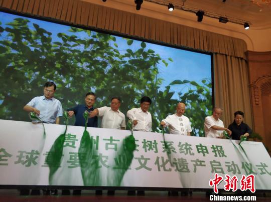 贵州古茶树启动申报“全球重要农业文化遗产”
