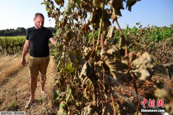 当地时间2019年6月30日，法国南部蒙彼利埃附近的Sussargues，高温下烤焦的葡萄藤。法国持续高温干旱天气引发火灾，当地葡萄种植者损失惨重。