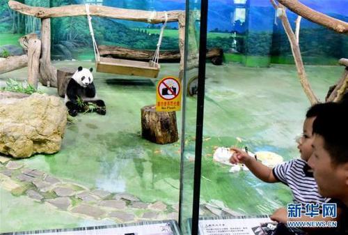 游客在台北动物园参观大熊猫“圆仔”。新华社记者朱祥摄