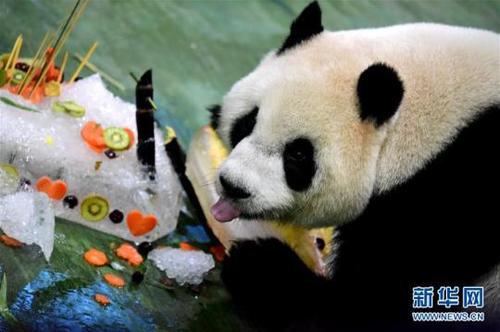 大熊猫“圆仔”享用“生日蛋糕”。新华社记者朱祥摄