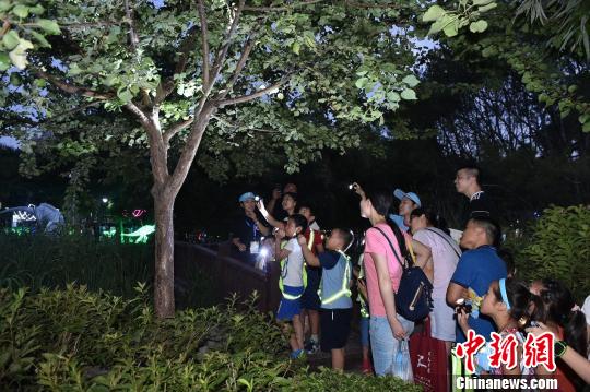 第二届昆虫艺术科普展增设夜间场，游客可观察昆虫夜间活动的行为。主办方供图
