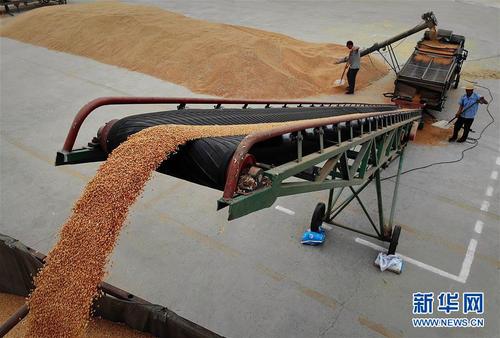 在河南省黄泛区农场的一处晒场，工作人员在装运小麦（2018年6月4日无人机拍摄）。新华社记者 李安 摄