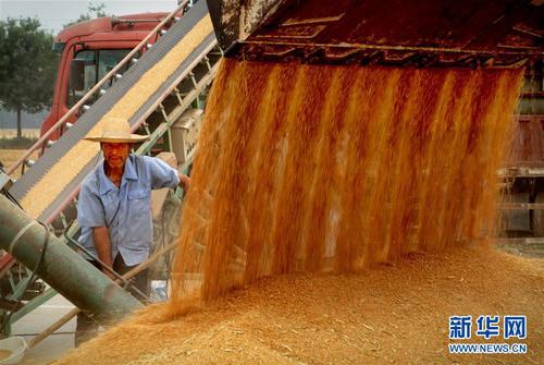 在河南省黄泛区农场的一处晒场，一名工作人员在装运小麦（2018年6月4日摄）。新华社记者 李安 摄