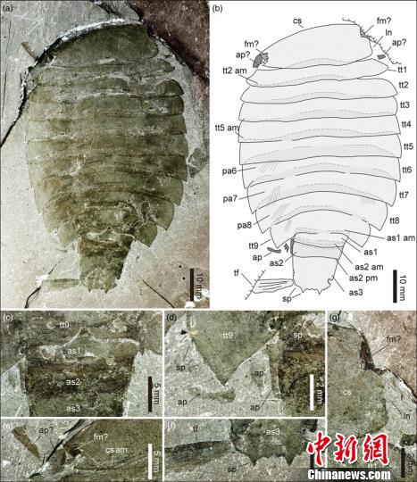 中国科研人员在华北发现寒武纪珍稀节肢动物西德尼虫