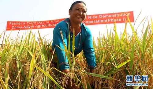 2017年10月23日，在尼泊尔巴克塔普尔，当地农民碧玛拉站在杂交水稻试验田里。从2016年2月开始，中国援尼农业技术合作项目组的专家们在尼泊尔加德满都、奇特旺等多个地区挑选了数个水稻和玉米试种点。一年多的试验显示，中国杂交水稻和玉米表现优异。 新华社发（苏尼尔·夏尔马摄）