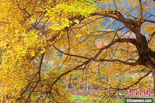 已有近千年树龄的银杏树叶渐渐变黄。 吴延陵 摄