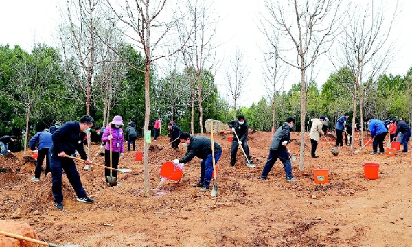 4月9日，全国政协机关在北京市海淀区西山国家森林公园开展义务植树活动。 本报记者 姜贵东 摄