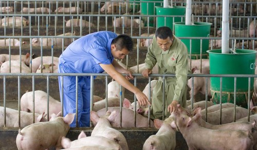 温氏家庭农场管理员指导家庭农场主饲养肉猪