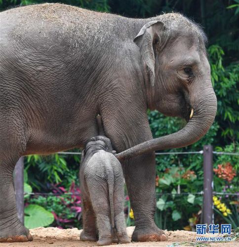 （社会）（1）广州：亚洲象家族再添新丁