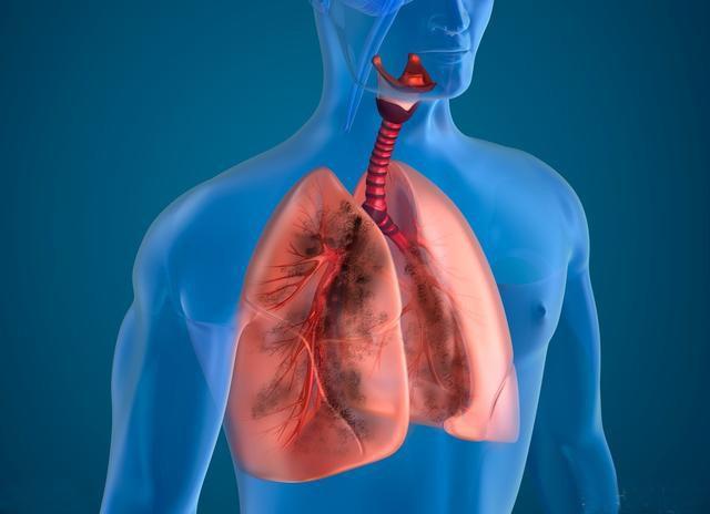 人类肺损伤有望通过猪循环系统修复