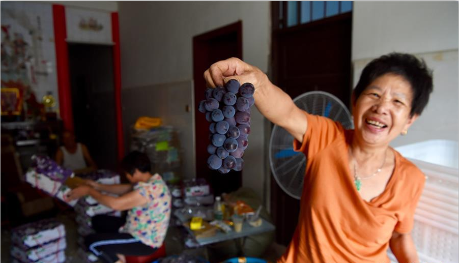 福建福安：葡萄种植富农家