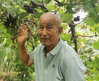 河北怀来：年过七旬的葡萄种植“土专家”