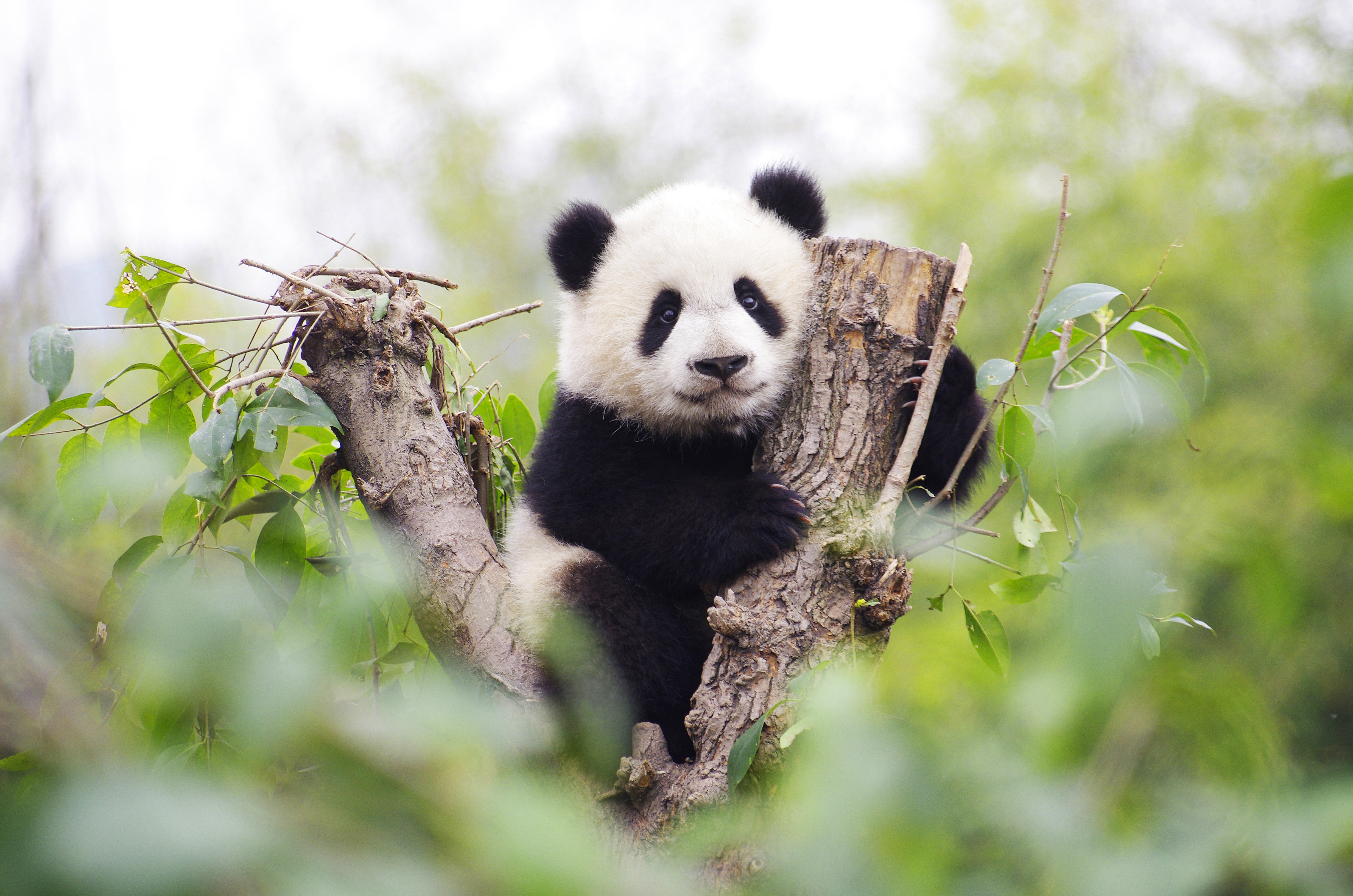 每日壁纸: 碧峰峡熊猫基地的大熊猫宝宝 - 自习