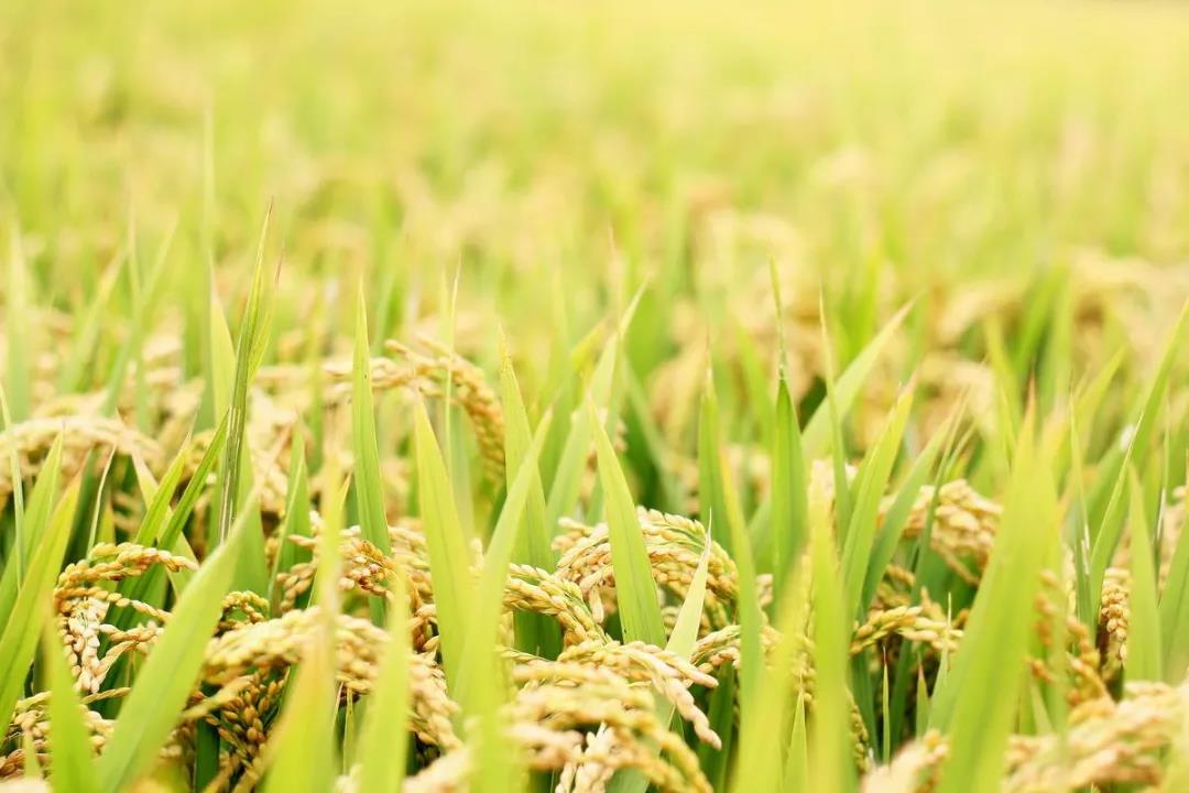 中国农科院：新技术提升稻米原料利用率超12%