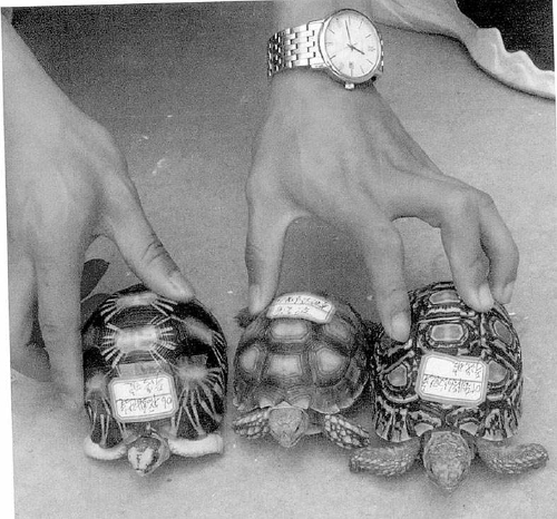 “买卖陆龟被判刑”是一堂普法警示课