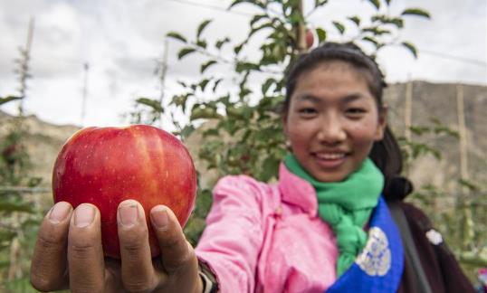 西藏山南：生态搬迁点迎来苹果丰收