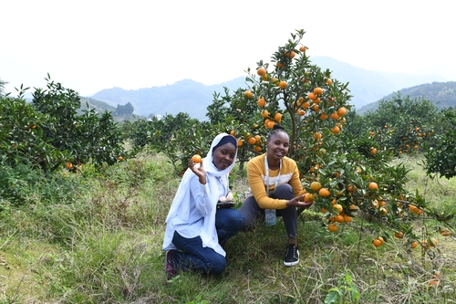 非洲青年代表在易家河村柑橘基地　宋基会供图
