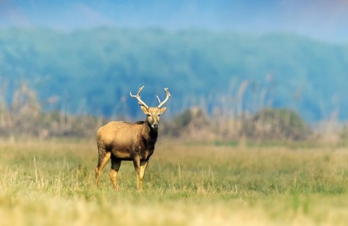 石首麋鹿国家级自然保护区内，随处可见麋鹿在此觅食、休息。（石首市融媒体中心 供图）