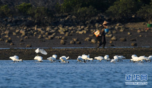 12月28日，黑脸琵鹭在海南新盈红树林国家湿地公园的滩涂上觅食。