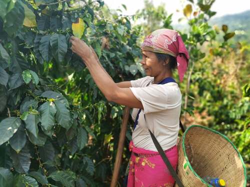 星巴克帮助云南咖农种植咖啡　中国扶贫基金会供图