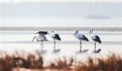 　近日，数十只国家一级保护动物东方白鹳在江苏盐城东台条子泥湿地越冬。孙家录摄