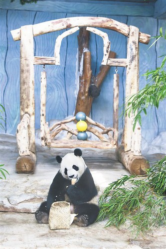 海南热带野生动植物园，大熊猫舜舜在吃竹笋。 新华社记者 张丽芸 摄