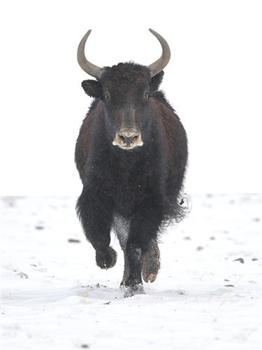 一头野牦牛在甘肃省酒泉市阿克塞哈萨克族自治县阿勒腾乡哈尔腾草原上奔跑。 高宏善摄（新华社发）