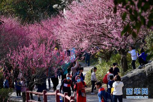 2月1日，游人在福州鼓山梅里景区赏梅。