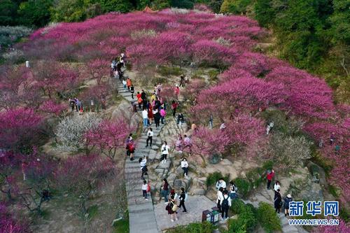 2月1日，游人在福州鼓山梅里景区赏梅（无人机照片2）。