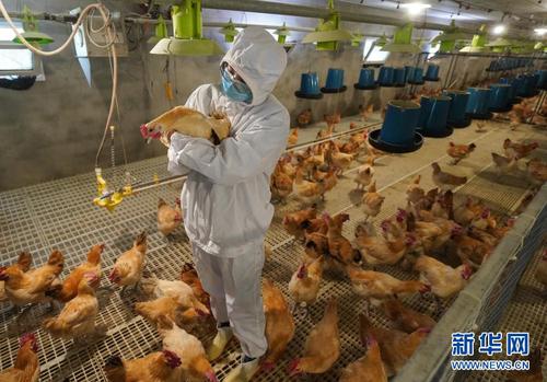 谢丞恩在农场查看种鸡的生长情况（2月20日摄）。新华社记者 季春鹏 摄