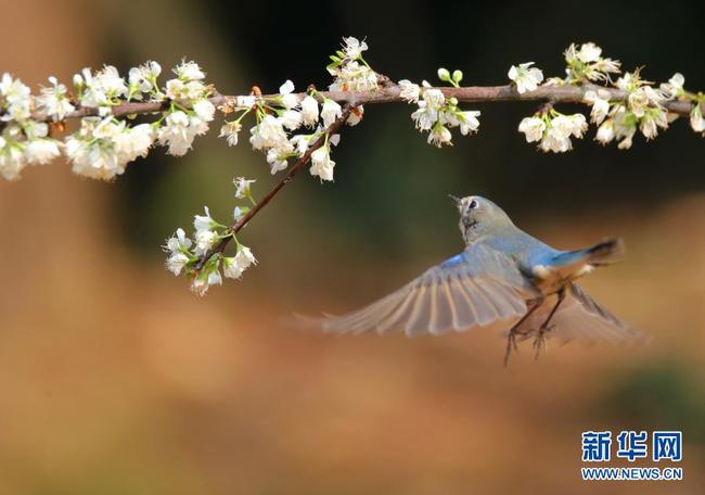 4   2月22日，在湖南省衡阳市雁峰区五星村的山林里，一只小鸟在林间嬉戏。