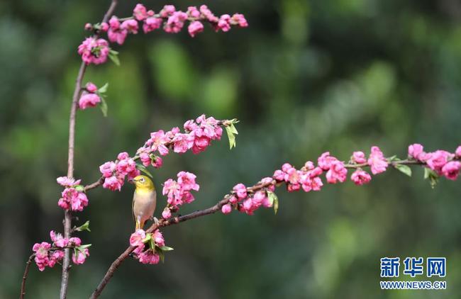 5   2月22日，在湖南省衡阳市雁峰区五星村的山林里，一只绣眼鸟站在花枝中。
