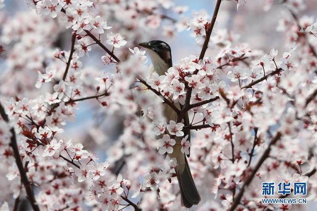 6   2月22日，在湖南省衡阳市高新区太阳广场，一只小鸟在花枝间停歇。