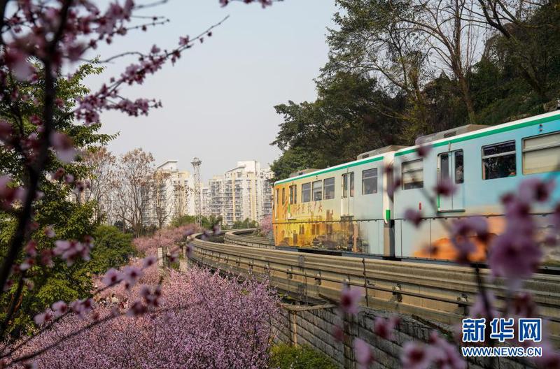 2月23日，在重庆轨道交通2号线佛图关段，一列单轨列车穿越花海奔驰而过。2
