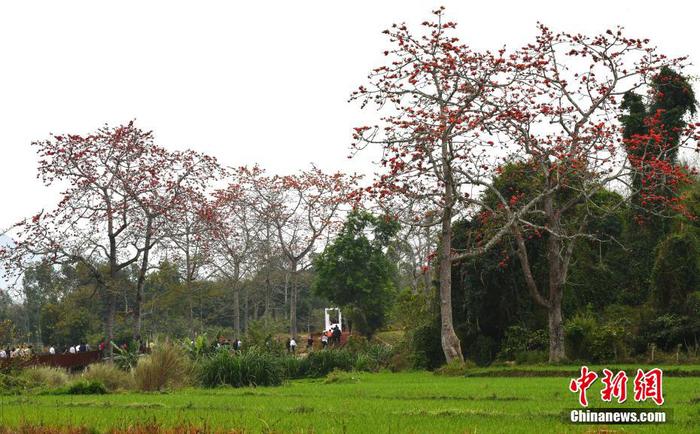 图为游客漫步在昌江黎族自治县叉河镇排岸村的田间观赏木棉花。 尹海明 摄