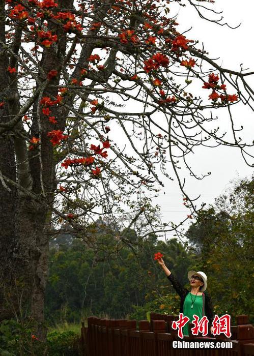 图为游客在昌江黎族自治县叉河镇排岸村欣赏木棉花。 尹海明 摄1