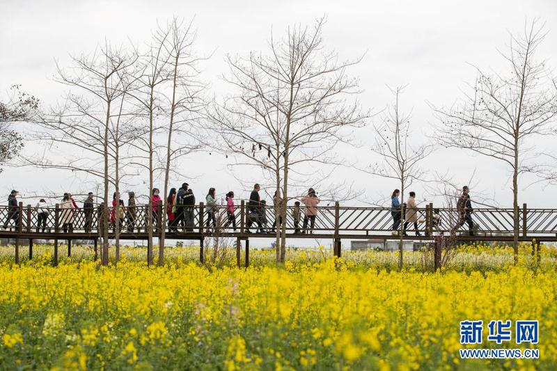 2月28日，在四川省广汉市高坪镇李堰村，游客走在木栈道上赏花。