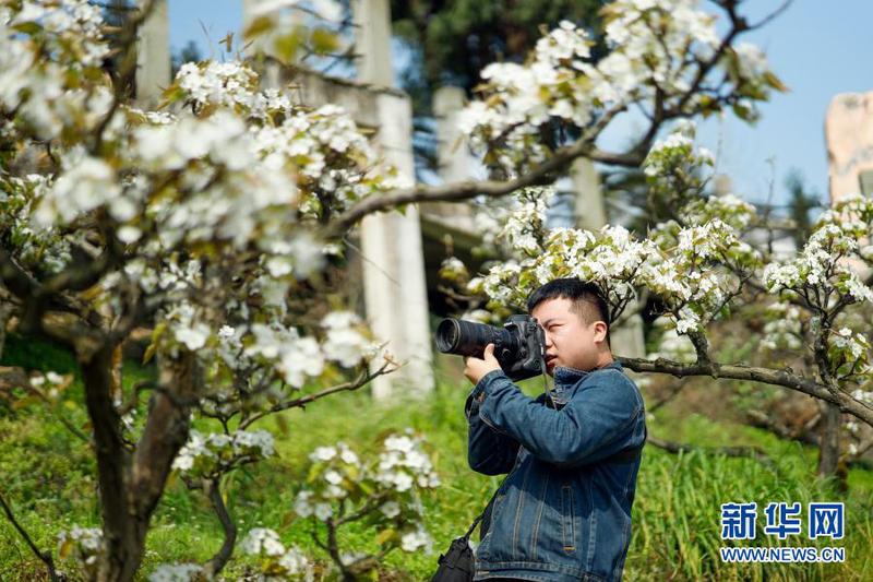 　3月11日，摄影爱好者在梨园内拍摄美景。
