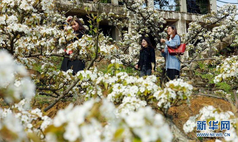 　3月11日，游客在盛开的梨花间游玩。