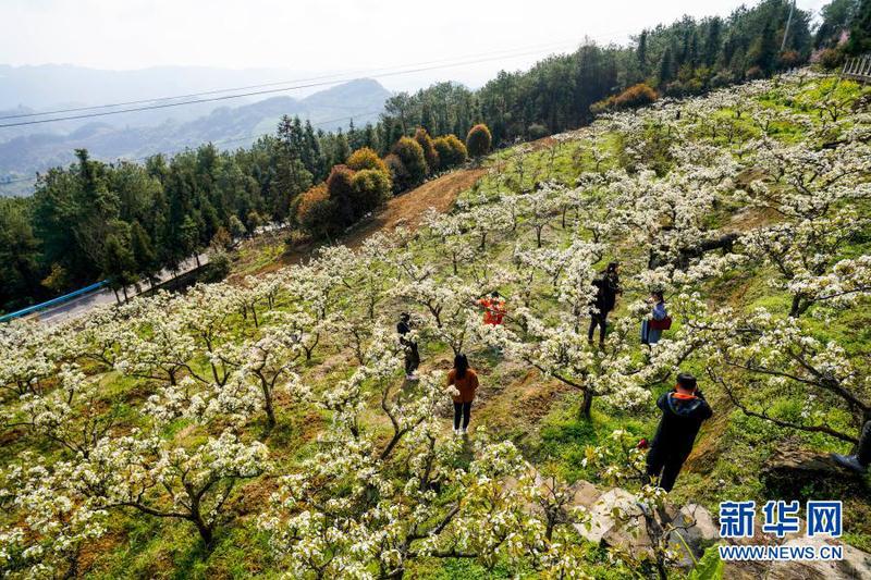 3月11日，游客在放牛坪景区内观赏梨花。