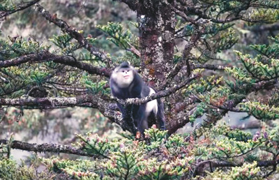 老君山的滇金丝猴。资料图片