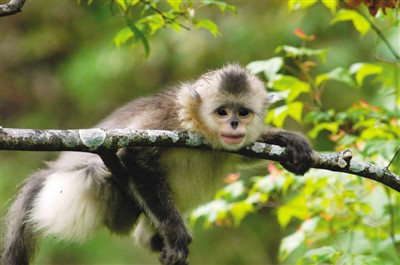 云南省境内拍摄的滇金丝猴。资料图片