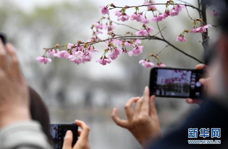 　3月18日，游客在玉渊潭公园樱花树前赏樱拍照。