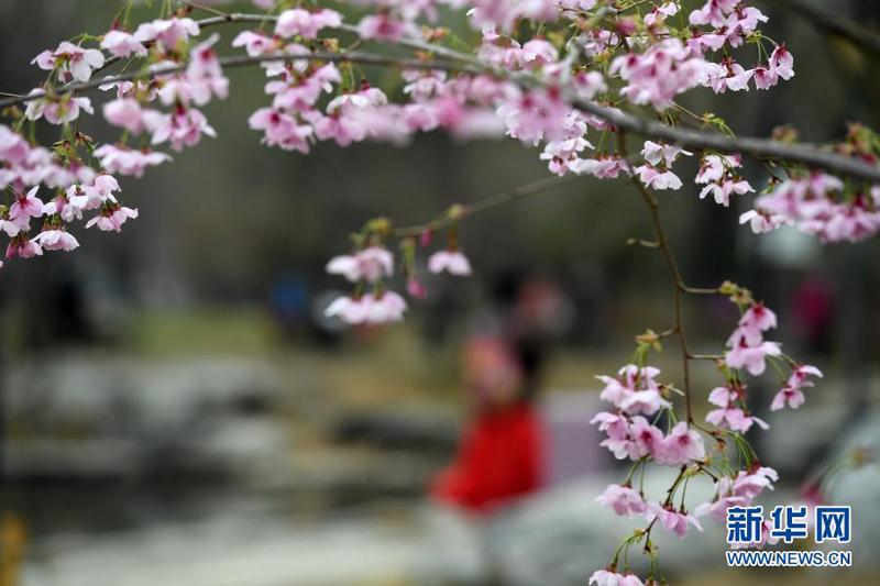　　3月18日拍摄的玉渊潭公园樱花园培育的樱花。
