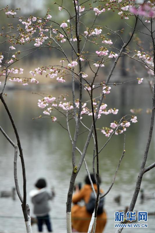 3月18日拍摄的玉渊潭公园樱花园培育的樱花。