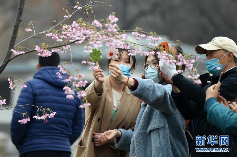 3月18日，游客在玉渊潭公园樱花树前赏樱拍照。