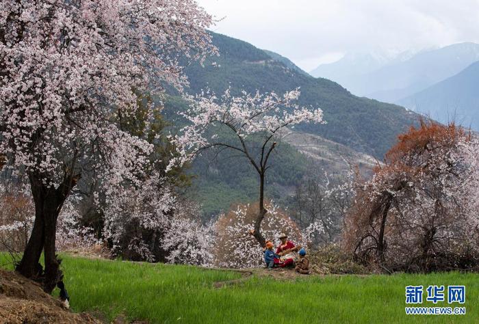 4月4日，在得荣县徐龙乡徐堆村，觉央弹唱的传承人格绒罗布坐在桃花林下表演四弦琴。