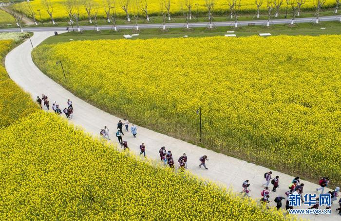 4月7日，在江苏淮安白马湖“向日葵的故事”景区，学生们在“花海”中游玩。