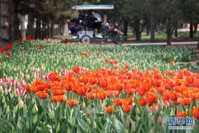 4月8日，游客在石家庄市植物园欣赏郁金香。